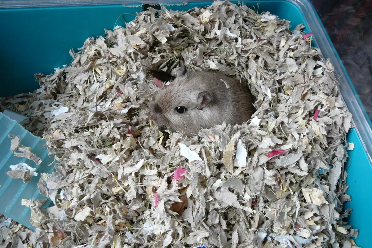 Jerbo asomando de su nido en un sustrato profundo de papel triturado