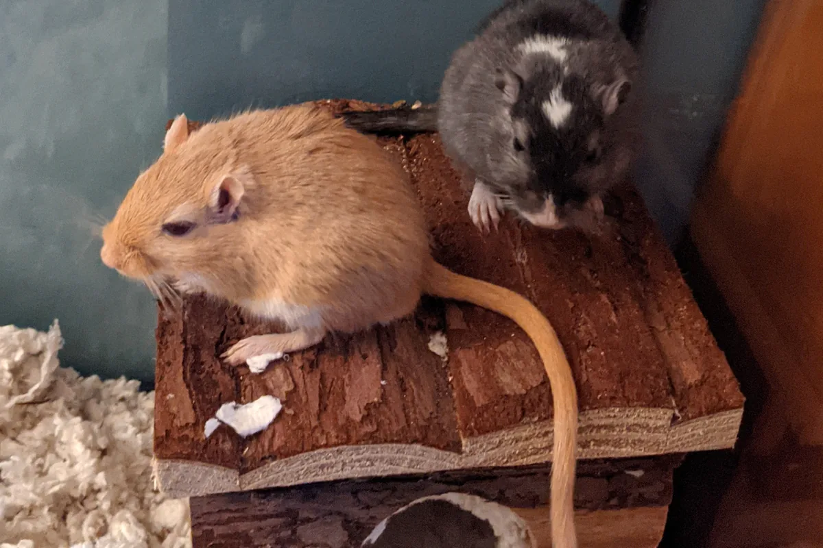 Dos jerbos como mascota juntos sobre su casita de madera, en un lecho de papel