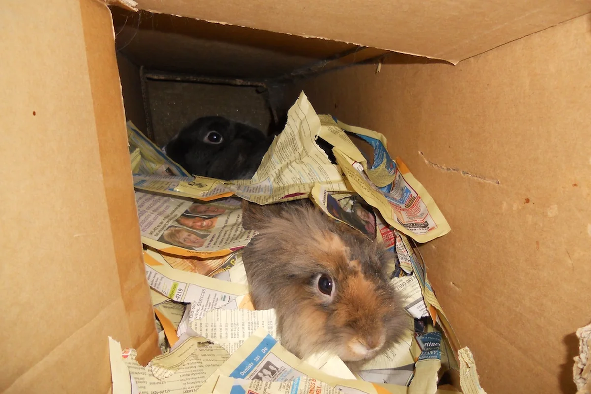 Dos conejos jugando entre papel en una caja de cartón, un juguete casero para conejos para escarbar