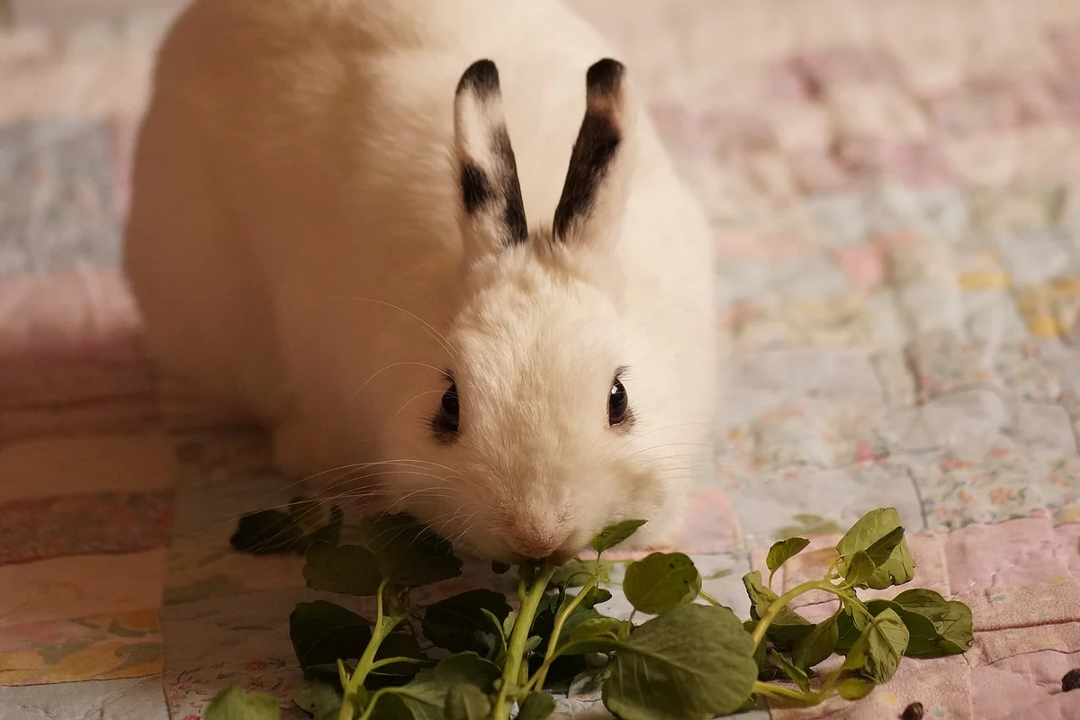 Conejo comiendo hojas verdes esparcidas por el suelo, una forma de forrajeo y enriquecimiento para conejos
