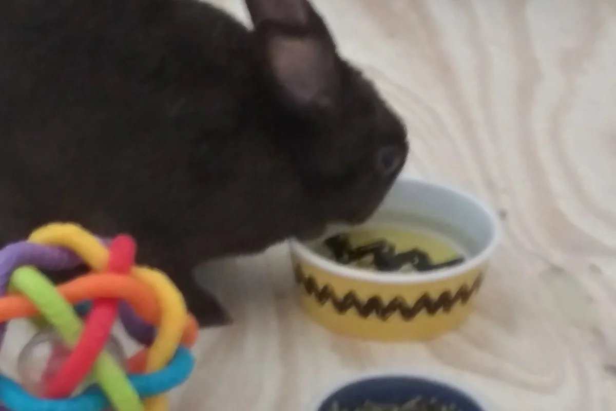 Conejo negro con una pelota de juguete resistente junto a sus cuencos, un juguete para conejos para empujar