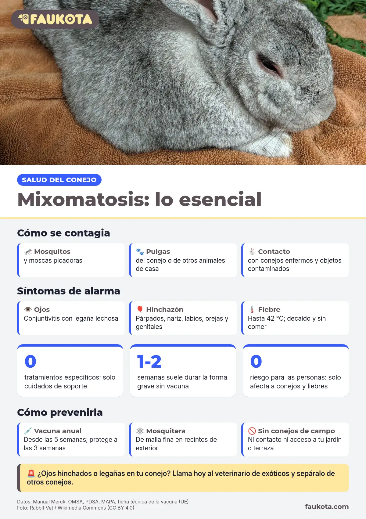 Infografía sobre la mixomatosis en conejos: contagio, síntomas de alarma, tratamiento y prevención con vacuna