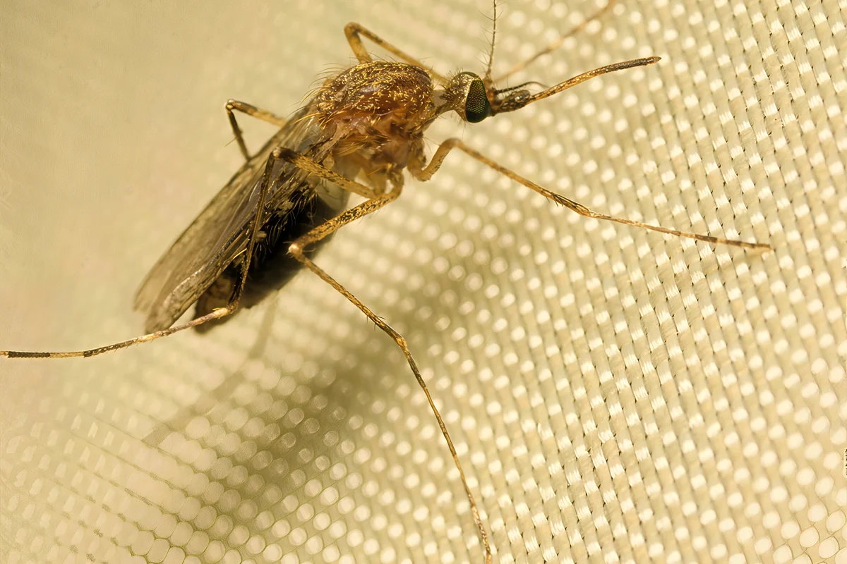 Mosquito común sobre una malla: los mosquitos transmiten la mixomatosis al picar a los conejos