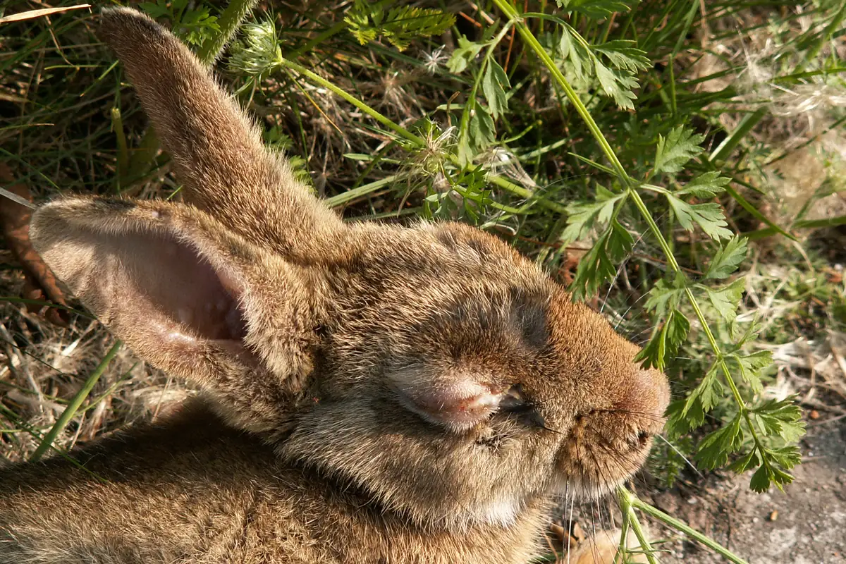 Conejo de campo con mixomatosis, con los párpados y la cara hinchados, uno de los síntomas típicos