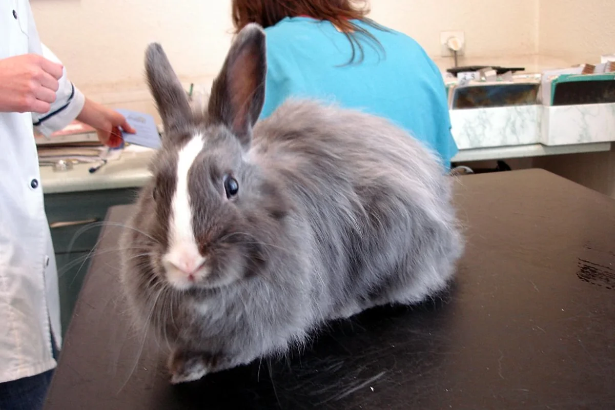 Conejo en la mesa del veterinario: la vacuna anual es la mejor forma de prevenir la mixomatosis