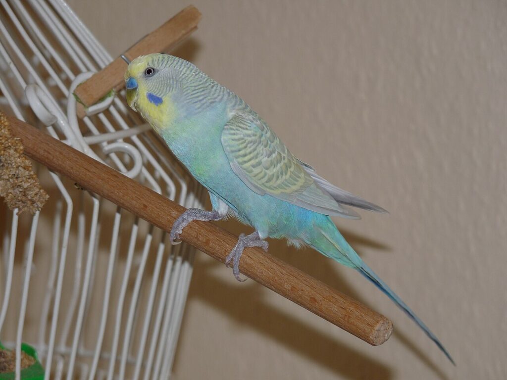 Periquito de la serie azul con la cara amarilla, el cuerpo azul verdoso y las alas claras, posado en una percha