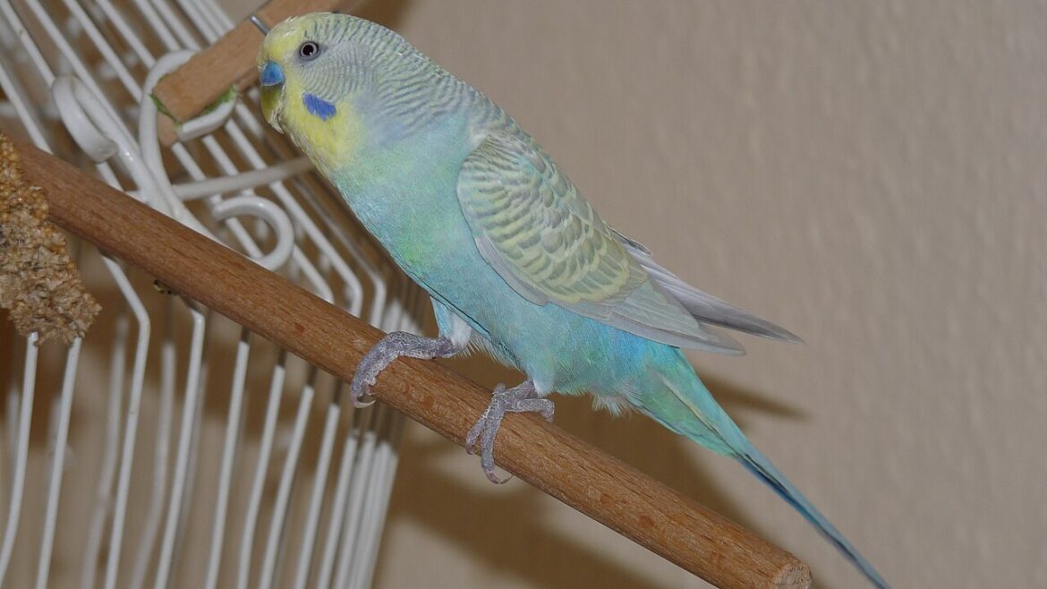 Periquito de la serie azul con la cara amarilla, el cuerpo azul verdoso y las alas claras, posado en una percha