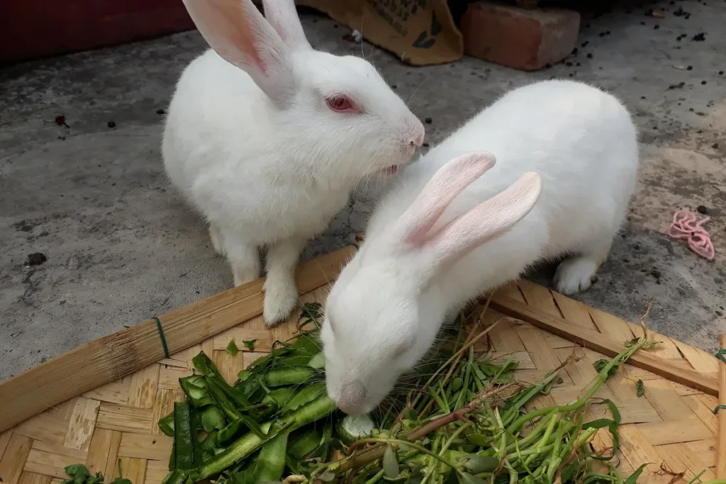 Qué comen los conejos: dos conejos comiendo verdura de hoja fresca