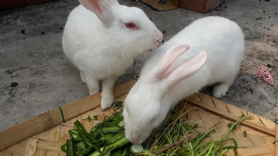 Qué comen los conejos: dos conejos comiendo verdura de hoja fresca