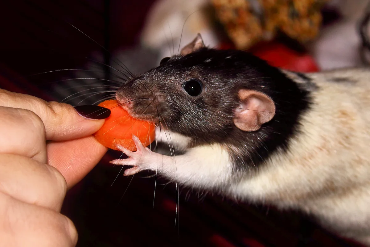 Rata doméstica comiendo un trozo de zanahoria que le ofrece una persona