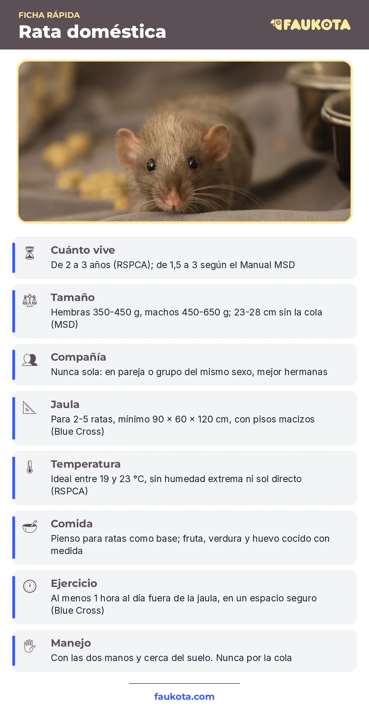 Infografía de la rata doméstica como mascota: cuánto vive, tamaño, compañía, jaula, temperatura, comida y ejercicio