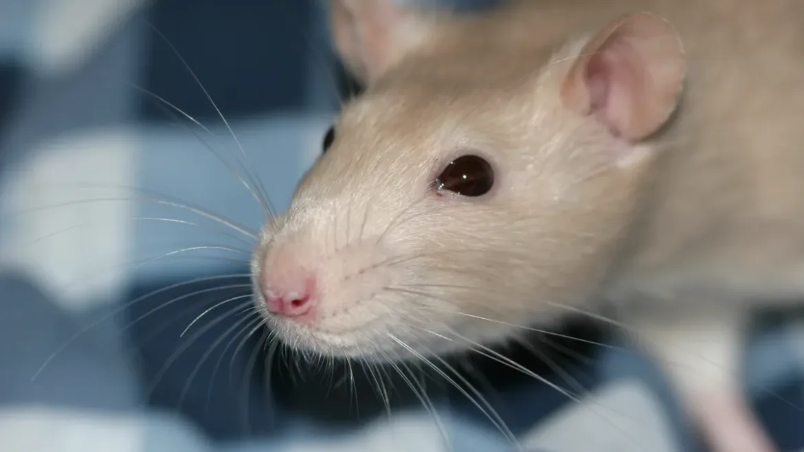 Rata doméstica como mascota: retrato de una rata de color agutí con sus bigotes