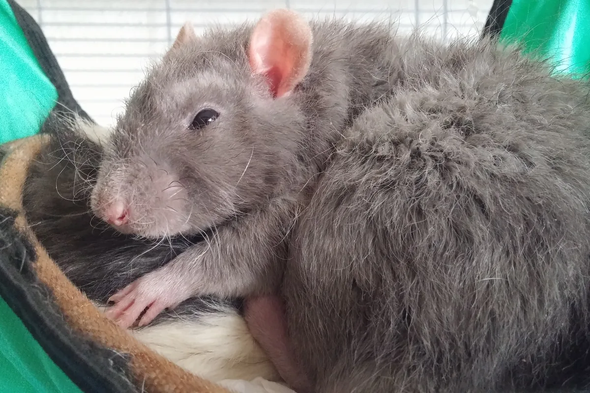 Dos ratas domésticas durmiendo juntas en una hamaca de tela dentro de su jaula