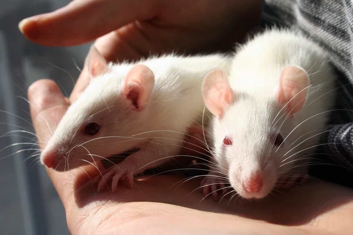 Dos ratas domésticas blancas jóvenes sentadas tranquilas en las manos de una persona
