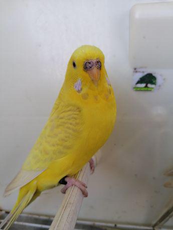 Periquitos-lacewing-20200411045143.6275580015